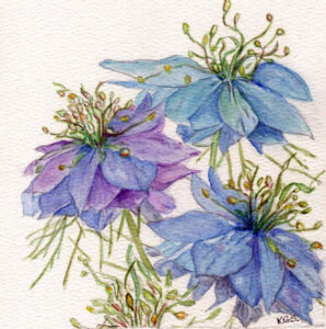 Nigella "Love in a Mist"