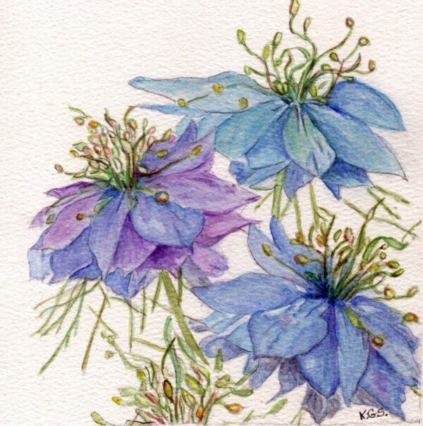 Nigella "Love in a Mist"